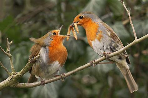Magix bird courtship of rivals